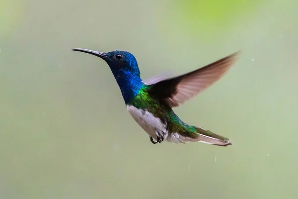 Grüner Und Blauer Kolibri Funkelnde Veilchenträne Fliegt Neben Schöner Gelber — Stockfoto