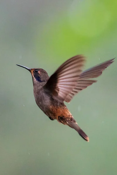 Green Blue Hummingbird Sparkling Violetear Flying Next Beautiful Yelow Flower — Stock Photo, Image