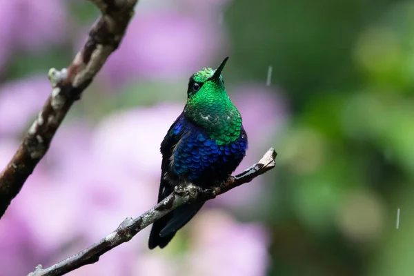 Green Blue Hummingbird Sparkling Violetear Flying Next Beautiful Yelow Flower — Stock Photo, Image