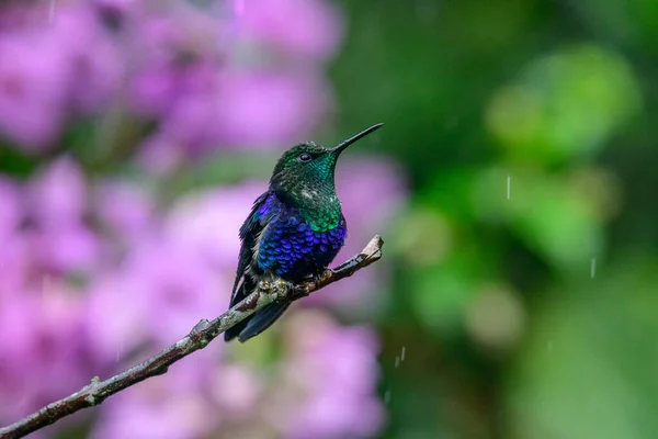 Beija Flor Verde Azul Espumante Violeta Voando Lado Bela Flor — Fotografia de Stock