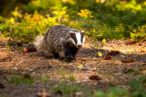 Badger Hutan Hewan Habitat Alam Jerman Eropa — Stok Foto