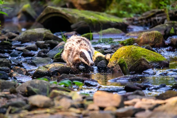 Badger Het Bos Dier Natuur Habitat Duitsland Europa — Stockfoto