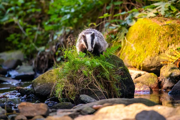 Badger Hutan Hewan Habitat Alam Jerman Eropa — Stok Foto