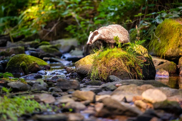 Tasso Nella Foresta Animale Nell Habitat Naturale Germania Europa — Foto Stock