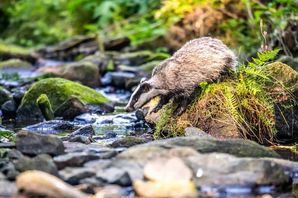 Blaireau Dans Forêt Animal Dans Habitat Naturel Allemagne Europe — Photo