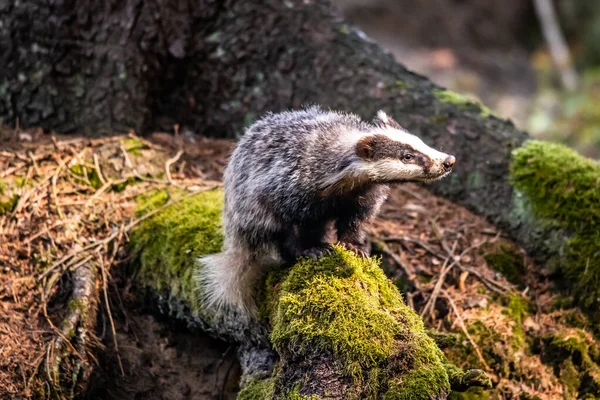 Blaireau Dans Forêt Animal Dans Habitat Naturel Allemagne Europe — Photo