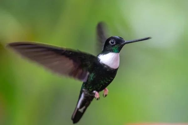 Kolibri Trochilidae Flygande Pärlor Costa Rica Panama — Stockfoto