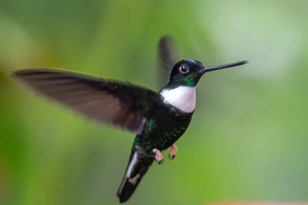 Trochilidae 날으는 보석들 코스타 아메리카 — 스톡 사진