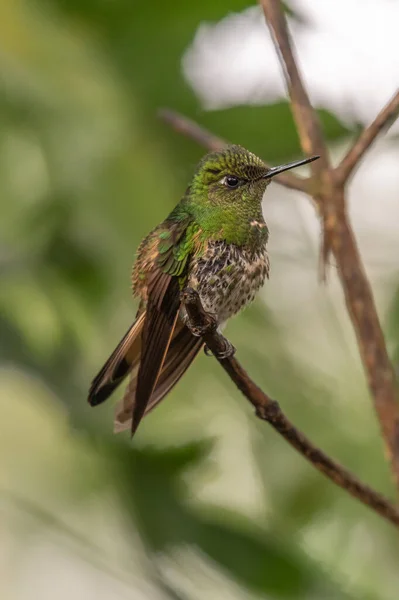 Kolibri Trochilidae Fliegende Edelsteine Costa Rica Panama — Stockfoto