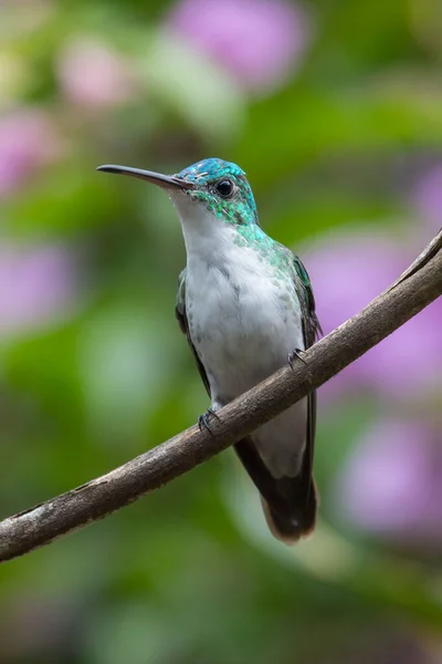 Colibrì Trochilidae Gemme Volanti Costa Rica Panama — Foto Stock