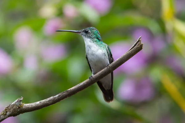 Beija Flor Trochilidae Gemas Voadoras Costa Rica Panamá — Fotografia de Stock