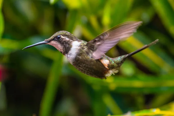 Trochilidae 날으는 보석들 코스타 아메리카 — 스톡 사진