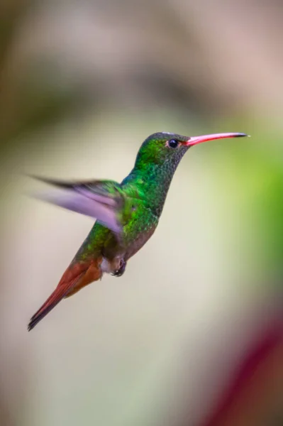 Колібрі Trochilidae Летючі Самоцвіти Коста Рака Панами — стокове фото