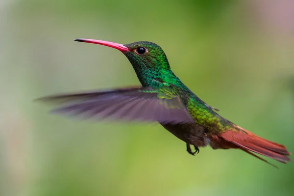 Kolibri Trochilidae Repülő Drágakövek Costa Rica Panama — Stock Fotó