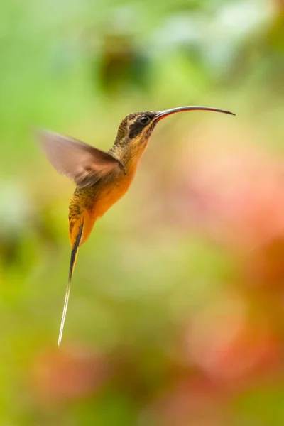 Kolibris Trochilidae Fliegende Edelsteine — Stockfoto