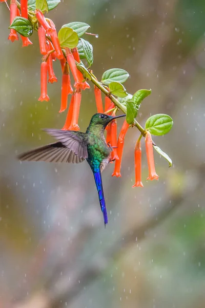 Hummingbird Trochilidae Flying Gems — Stock Photo, Image