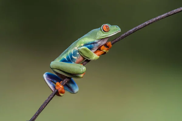 Žabák Červenooký Agalychnis Callidryas Sedící Zelené Dovolené Tropickém Lese Kostarice — Stock fotografie