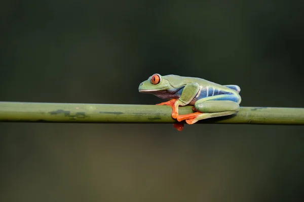 Rotäugiger Laubfrosch Agalychnis Callidryas Sitzt Auf Dem Grünen Blatt Tropischen — Stockfoto