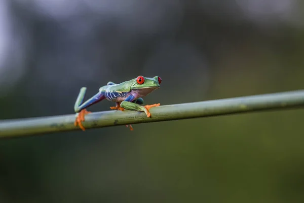 赤い目の木のカエル Agalychnisの書道 コスタリカの熱帯林の緑の葉の上に座って — ストック写真