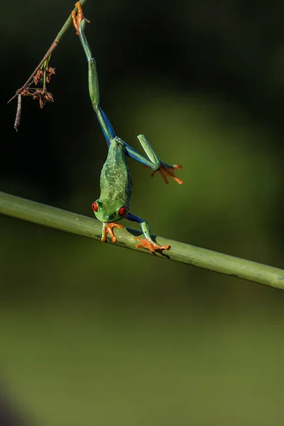 개구리 Agalychnis Callidryas 코스타리카의 우림에 나뭇잎 — 스톡 사진