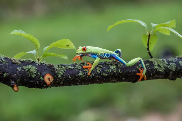 Красноглазый Древесный Лягушонок Agalychnis Callidryas Сидит Зеленом Листке Тропическом Лесу — стоковое фото