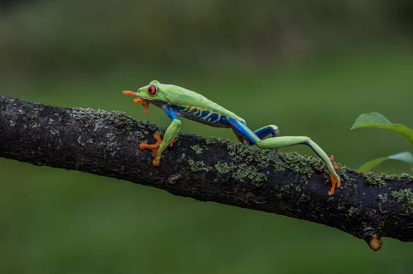 Grenouille Arborescente Agalychnis Callidryas Assise Sur Feuille Verte Dans Forêt — Photo