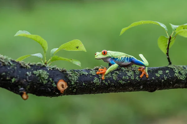 Red Eyed Tree Frog Agalychnis Callidryas Sitting Green Leave Tropical — Stock Photo, Image