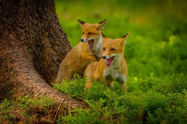 Κόκκινη Αλεπού Vulpes Vulpes Ενήλικη Αλεπού Νέους — Φωτογραφία Αρχείου