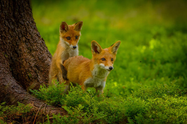 Red fox, vulpes vulpes, adult fox with young