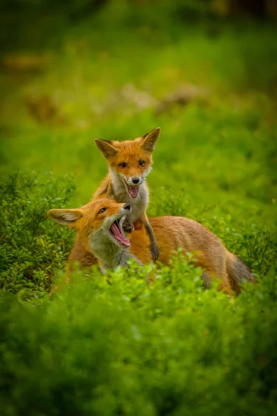 Lis Czerwony Vulpes Vulpes Dorosły Lis Młody — Zdjęcie stockowe