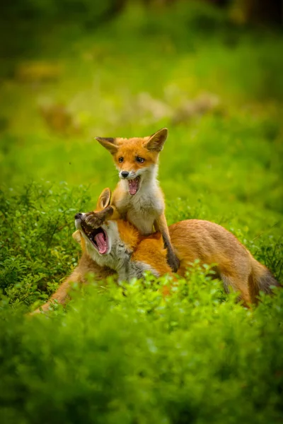 Κόκκινη Αλεπού Vulpes Vulpes Ενήλικη Αλεπού Νέους — Φωτογραφία Αρχείου