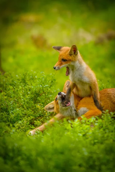 Κόκκινη Αλεπού Vulpes Vulpes Ενήλικη Αλεπού Νέους — Φωτογραφία Αρχείου