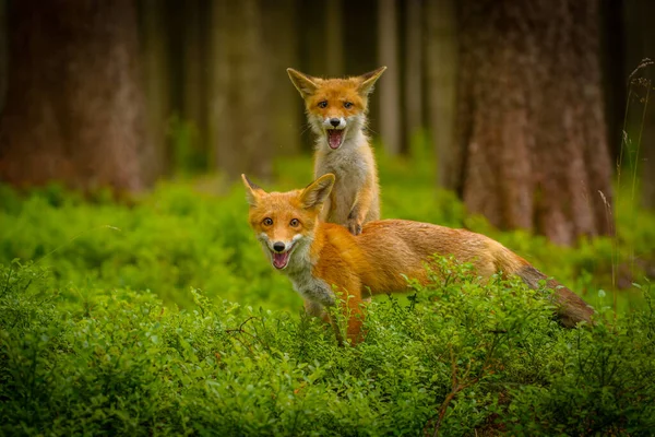 Zorro Rojo Vulpes Vulpes Zorro Adulto Con Jóvenes — Foto de Stock