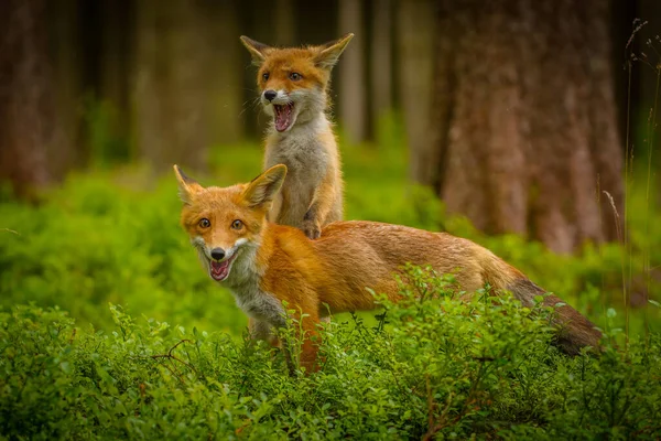 Zorro Rojo Vulpes Vulpes Zorro Adulto Con Jóvenes — Foto de Stock