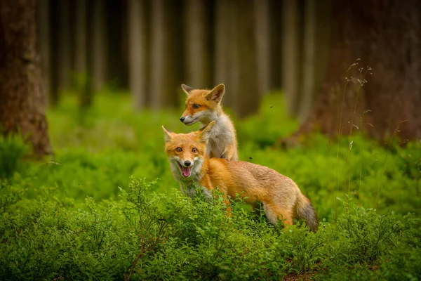 Κόκκινη Αλεπού Vulpes Vulpes Ενήλικη Αλεπού Νέους — Φωτογραφία Αρχείου