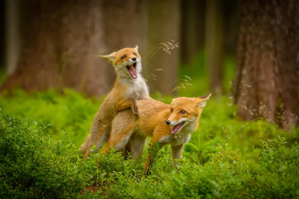 Red Fox Vulpes Vulpes Adult Fox Young — Stock Photo, Image