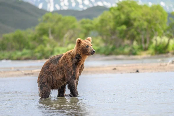 Governando Paisagem Ursos Pardos Kamchatka Ursus Arctos Beringianus — Fotografia de Stock