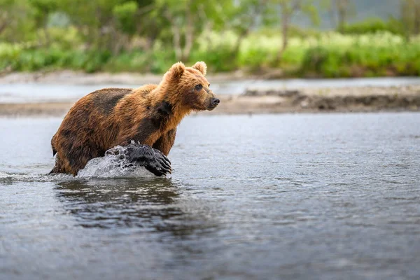 堪察加半岛的棕熊 Ursus Arctos Berπanus 统治着整个风景 — 图库照片