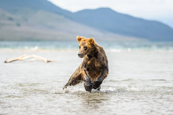 Härska Över Landskapet Bruna Björnar Kamchatka Ursus Arctos Beringianus — Stockfoto