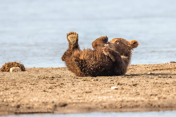 Ruling Landscape Brown Bears Kamchatka Ursus Arctos Beringianus — Stock Photo, Image