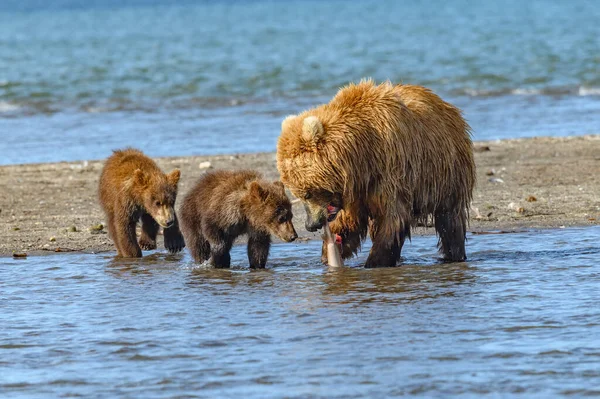 堪察加半岛的棕熊 Ursus Arctos Berπanus 统治着整个风景 — 图库照片