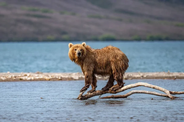 Governare Paesaggio Orsi Bruni Kamchatka Ursus Arctos Beringianus — Foto Stock