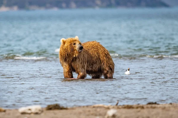 Gobernando Paisaje Osos Pardos Kamchatka Ursus Arctos Beringianus — Foto de Stock