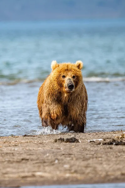 Vládnoucí Krajině Medvědi Hnědí Kamčatka Ursus Arctos Beringianus — Stock fotografie