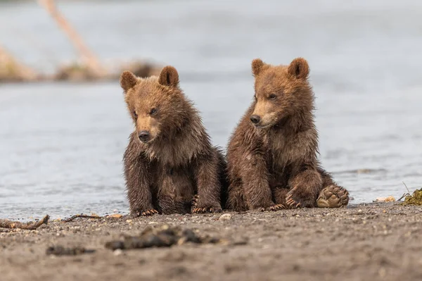 Vládnoucí Krajině Medvědi Hnědí Kamčatka Ursus Arctos Beringianus — Stock fotografie