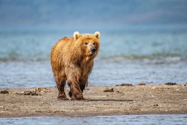 堪察加半岛的棕熊 Ursus Arctos Berπanus 统治着整个风景 — 图库照片