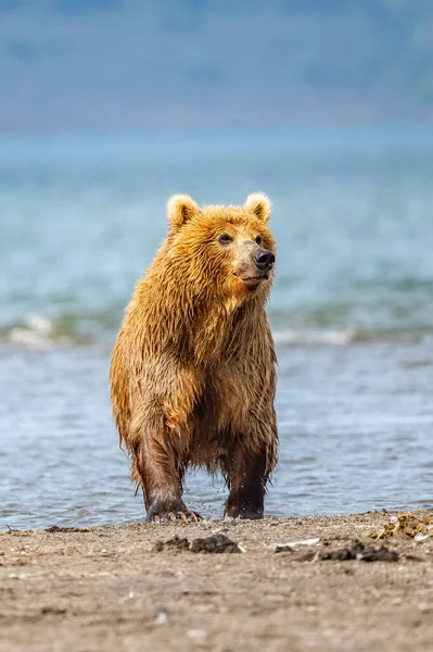 Réglant Paysage Les Ours Bruns Kamchatka Ursus Arctos Beringianus — Photo