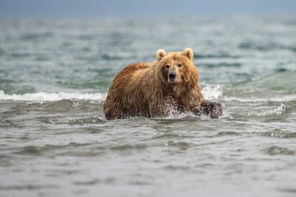 Governando Paisagem Ursos Pardos Kamchatka Ursus Arctos Beringianus — Fotografia de Stock