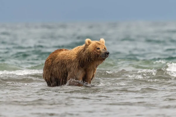 堪察加半岛的棕熊 Ursus Arctos Berπanus 统治着整个风景 — 图库照片