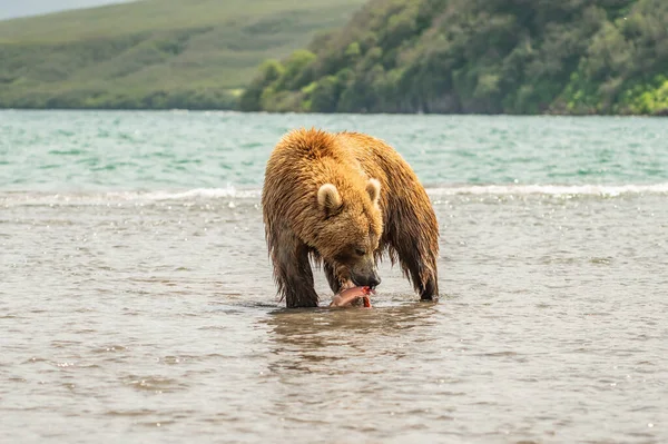 Härska Över Landskapet Bruna Björnar Kamchatka Ursus Arctos Beringianus — Stockfoto